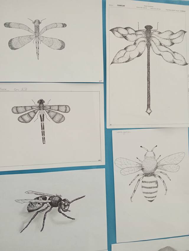 Dibuix científic. Ens apropem a la realitat buscant el detall