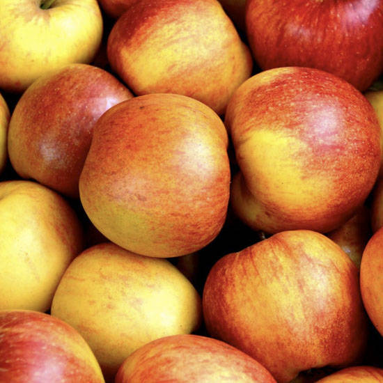 <span style="font-size: 18pt;">Insecticides <br /><br /></span>