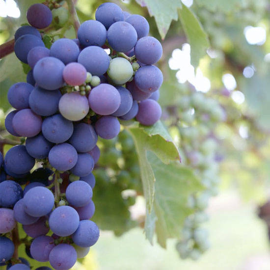 <span style="font-size: 18pt;">Fongicides</span>