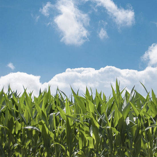 <span style="font-size: 18pt;">Herbicide</span>