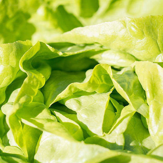 <span style="font-size: 18pt;">Plusieurs</span>