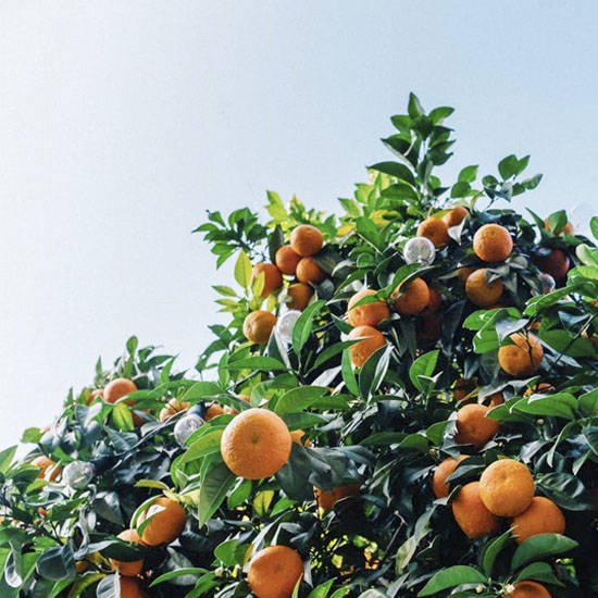 <span style="font-size: 18pt;">Acaricides</span>