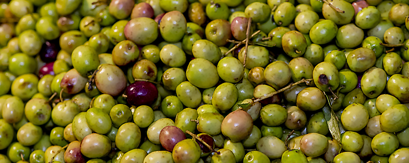 Fira de l'Oliva Arbequina, Fira de Santa Caterina