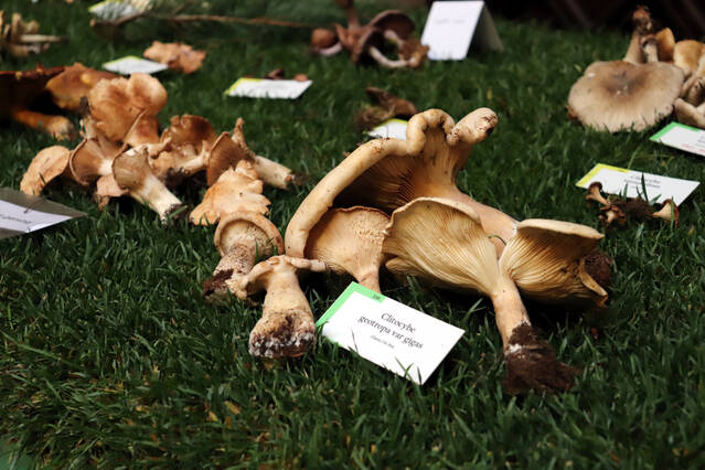 30a edició de l’exposició de bolets de tardor