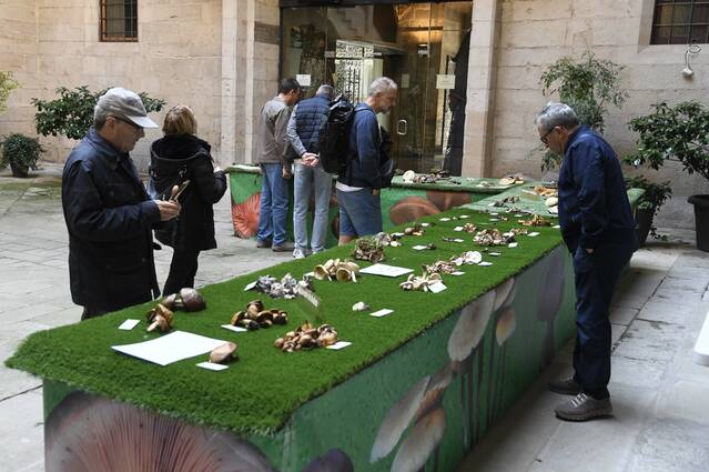 El Pati de l’IEI exposa una setantena d’espècies a la XXVIII Mostra de bolets de primavera de les Terres de Lleida