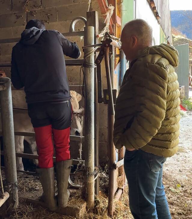 Comence era vacunacion de bestiar contra era Dermatòsi Nodulara Contagiosa ena Val d’Aran