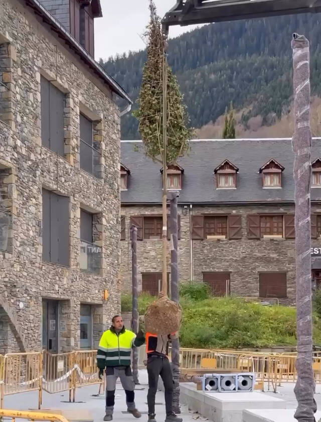 Er Ajuntament de Vielha e Mijaran plante arbes en diuèrsi espacis publics de Vielha