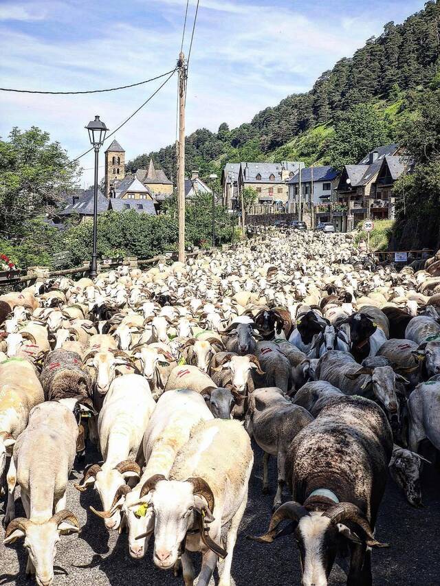 Es montanhes de Vilamòs se tornen a amplir de vida
