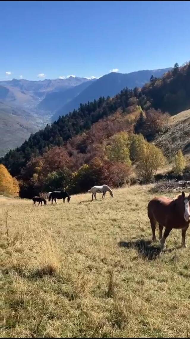 Eth Conselh Generau celèbre er increment des indemnizacions pes daumatges provocadi pera fauna sauvatja ara ramaderia