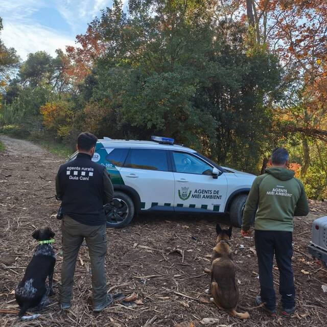 Eth Conselh Generau d’Aran aufrís supòrt ara Generalitat en operatiu de contencion dera pèsta porcina africana
