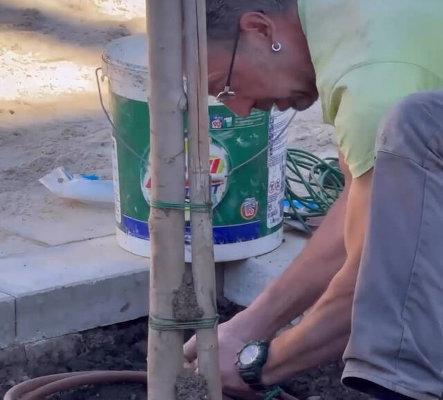 Plantacion d’arbes enes espacis publics per part der Ajuntament de Vielha e Mijaran