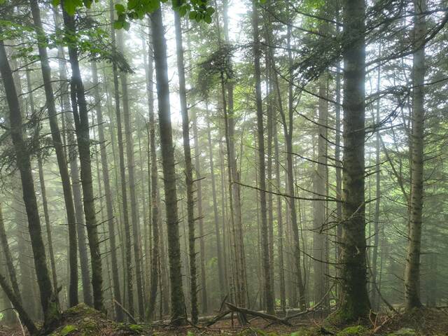 S’acabe eth projècte BòscAran