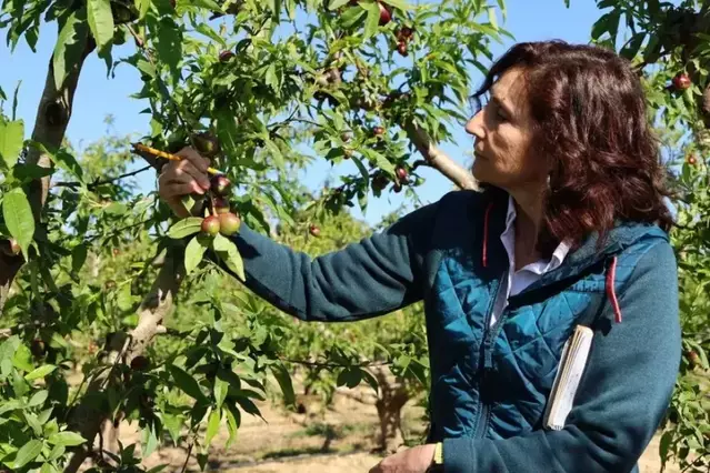 Agroseguro abona a Lleida més de 60 milions per estralls en 51.500 ha
