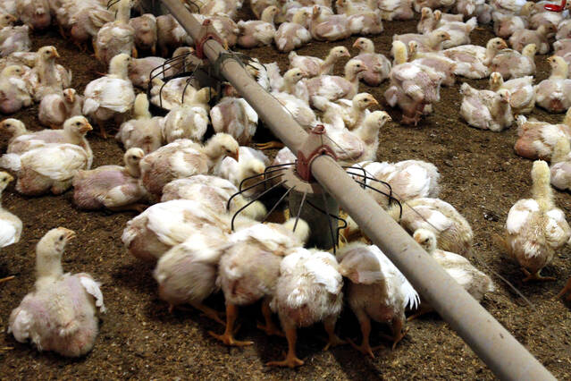 Aixecades les restriccions per grip aviària en granges de les Garrigues