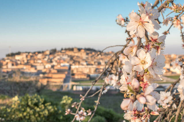 Arbeca convoca la seva trobada anual entre ametllers florits