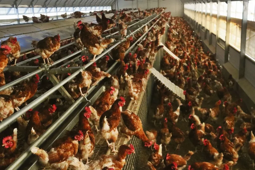 Brussel·les prepara una revisió de les normes de benestar animal per a aus i el porcí