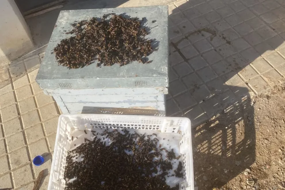 Capturen milers de vespes asiàtiques i demanen ajuda a Agricultura