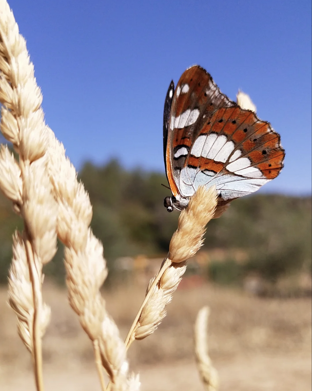 Cervià premia la millor foto de Natura 2025