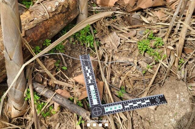 Denunciat un furtiu per instal·lar a Juneda 30 llaços per capturar mamífers