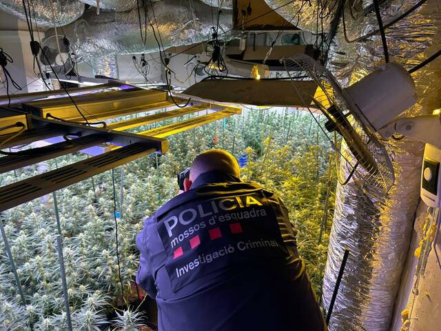 Detenen tres membres d'un grup criminal que gestionava un cultiu de marihuana a la Pobla