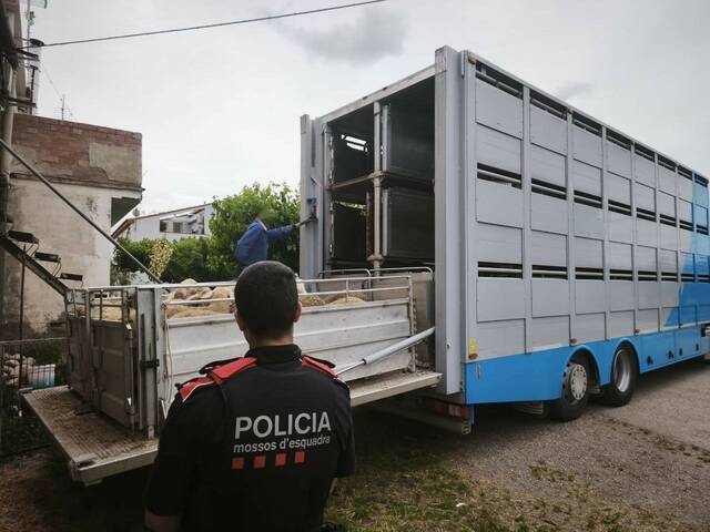 Detingut a les Borges per sostreure corders d’una explotació ramadera d’Ontinyena