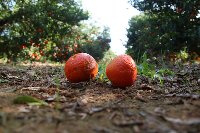 El canvi climàtic permetrà el cultiu de taronges a les Garrigues