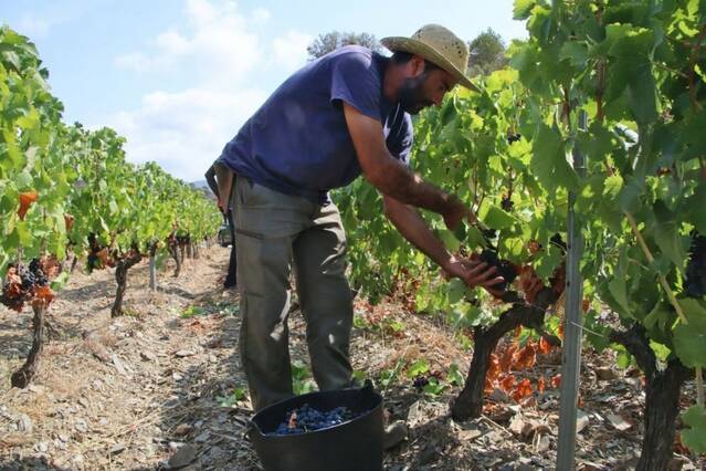 El vi tindrà l’aranzel màxim nord-americà del 15% des d’avui