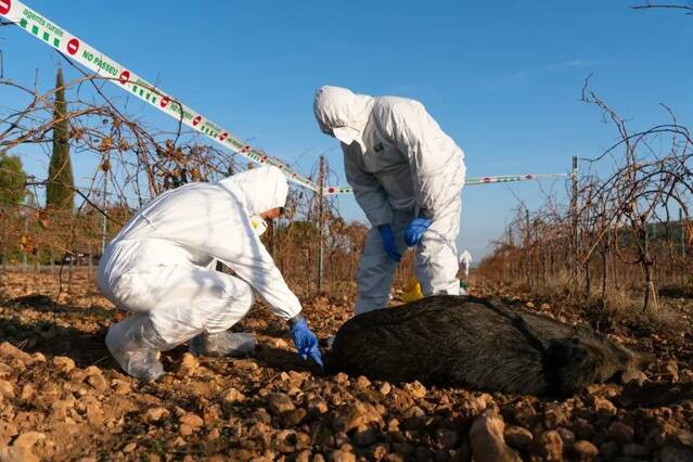 Front comú del sector porcí per exigir el sacrifici de senglars