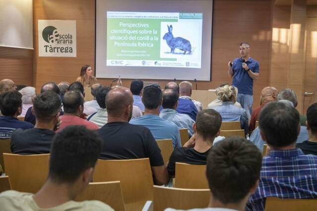 Investigadors apunten a híbrids de conill com a origen de la plaga