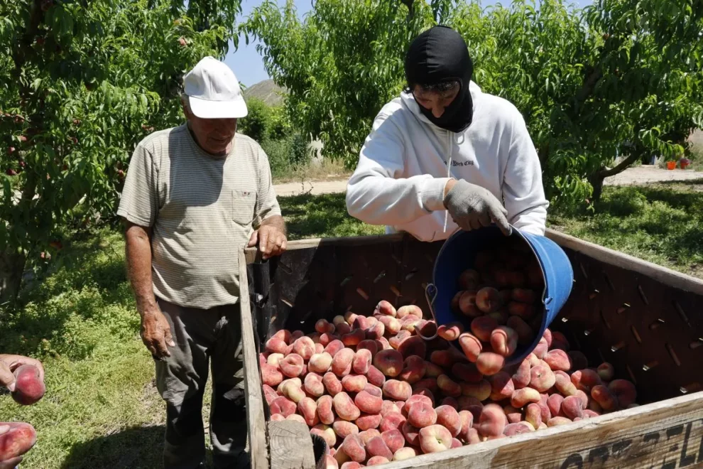 La campanya de fruita de pinyol arranca amb caigudes de preus del 10 al 25%