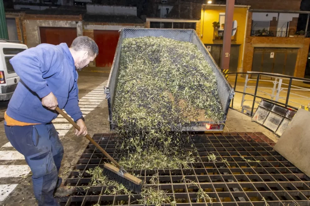 La DO Garrigues preveu una bona collita en l’arrancada de campanya