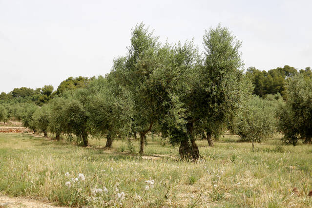 La DOP Les Garrigues flexibilitza el reglament per mirar d'atraure noves cooperatives i empreses