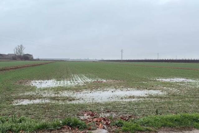 La pluja provoca problemes en panís, sembres i risc de fongs