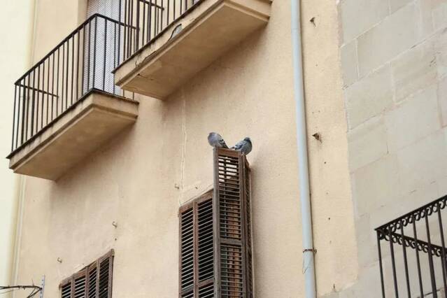 Les Borges exigeix tapar qualsevol forat en edificis on puguin entrar coloms