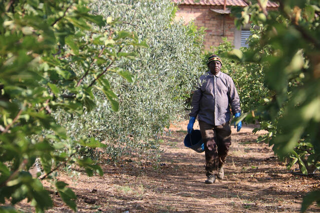 Les Garrigues i el Segrià lideren la millora de l'afiliació a l'agost respecte de l'any anterior