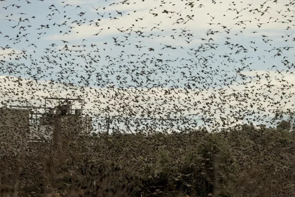 Milers d’estornells provoquen molèsties per soroll, brutícia i microtalls de llum