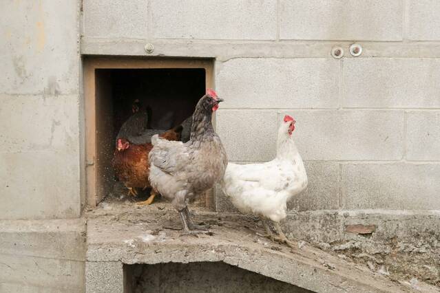 Ordenen el confinament de totes les granges d'aus de corral