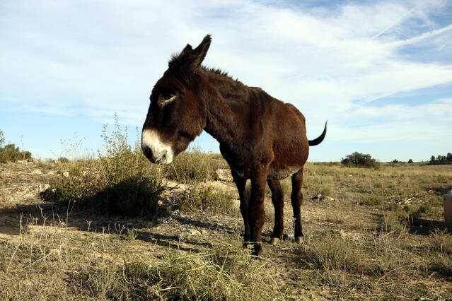 Pla pilot a Mas de Melons amb un ramat de rucs per mantenir l’hàbitat de les aus estepàries amb el pasturatge