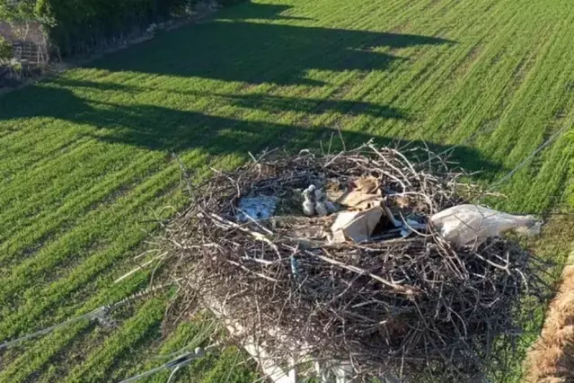 Rescaten cinc cries de cigonya en una torre elèctrica a Juneda
