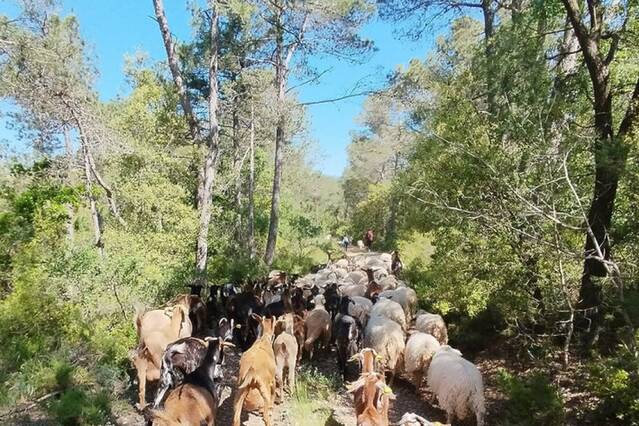 Silvopastura contra incendis en 30 hectàrees de bosc de Tarrés