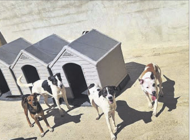 Tarrés ordena rescatar nou gossos amuntegats en una masia ocupada