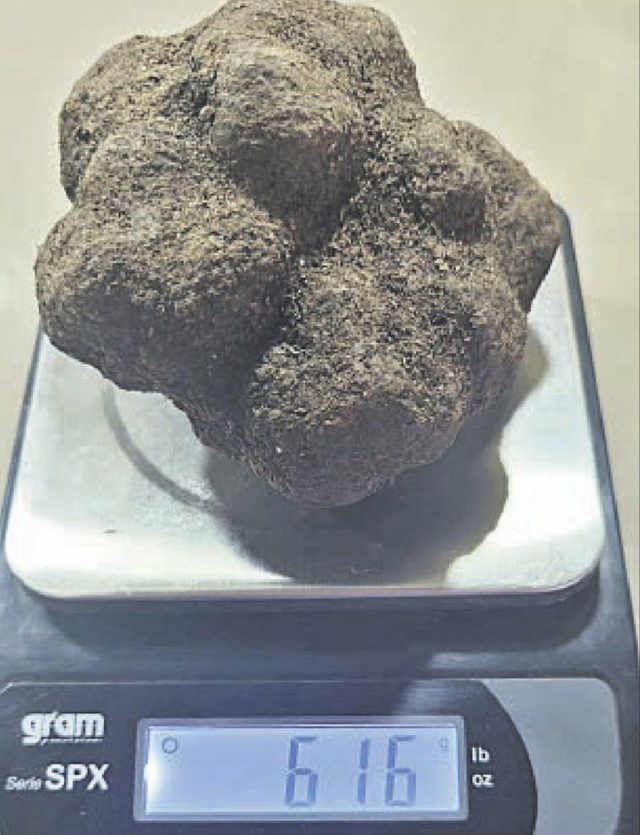 Tòfona rècord de 616 grams recollida a Bovera