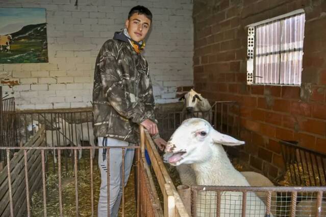 Un jove arbequí amb vocació de pastor a les venes