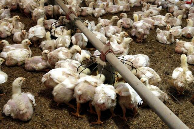 Aixecades les restriccions per grip aviària en granges al no haver-hi més casos