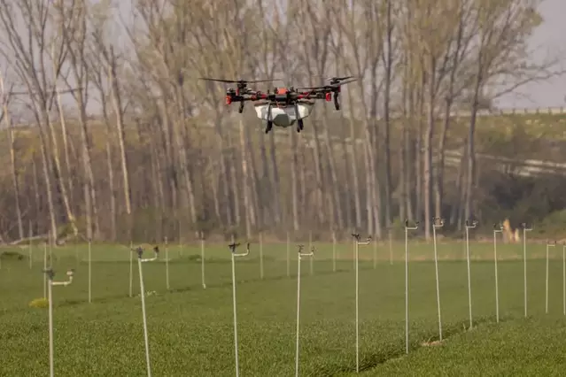 Apliquen adob amb drons per tractar el cereal embassat després de les copioses pluges