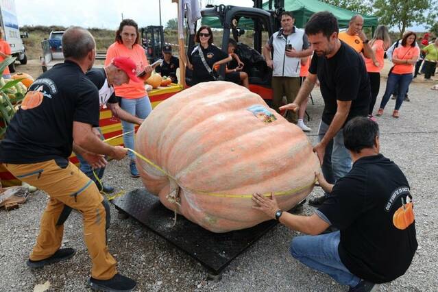 Carabasses i tomates gegants amb premi a Sidamon