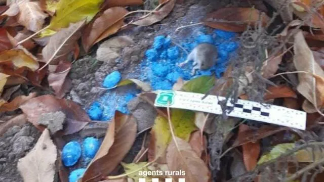 Denuncien 3 firmes del Pla i la Noguera per usar rodenticida