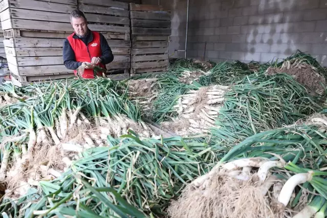 Els calçots del Pla d'Urgell s'estenen per diversos països d’Europa amb xifres rècord