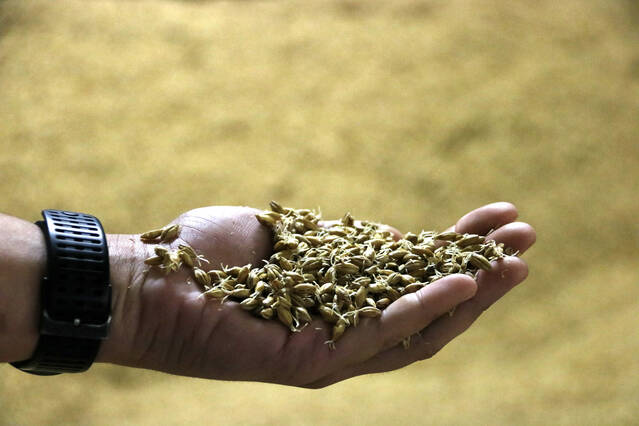 Els cops de calor empitjoren la qualitat de l'ordi i en comprometen l'ús cerveser