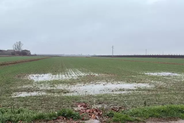 La pluja provoca problemes en panís, sembres i risc de fongs